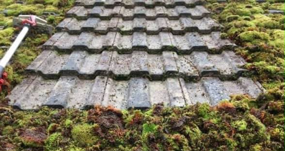 Section of concrete tiles cleared of thick moss