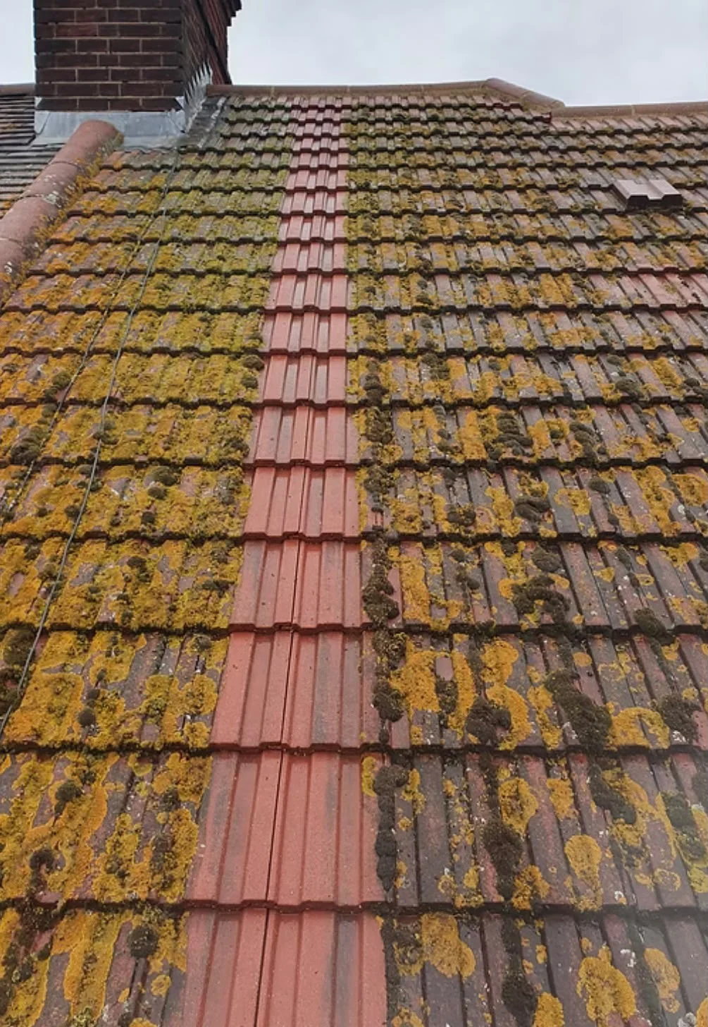 Strip of roof cleaned of lichen during moss removal